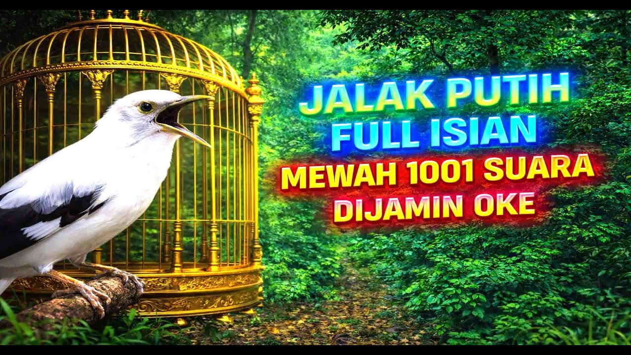 JALAK LAIN JUGA NYAUT DENGAR INI - MASTERAN JALAK PUTIH GACOR FULL ISIAN