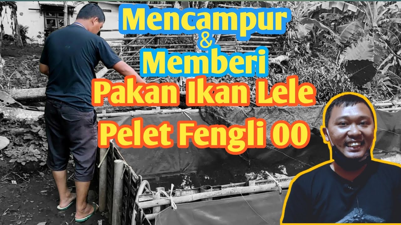 Cara Mencampur & Memberi Pakan Ikan Lele - Pelet Fengli 00