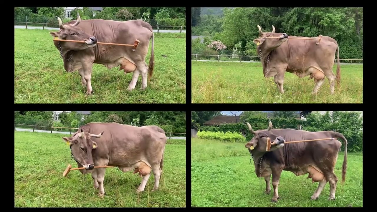 Kráva Veronika používá nástroje