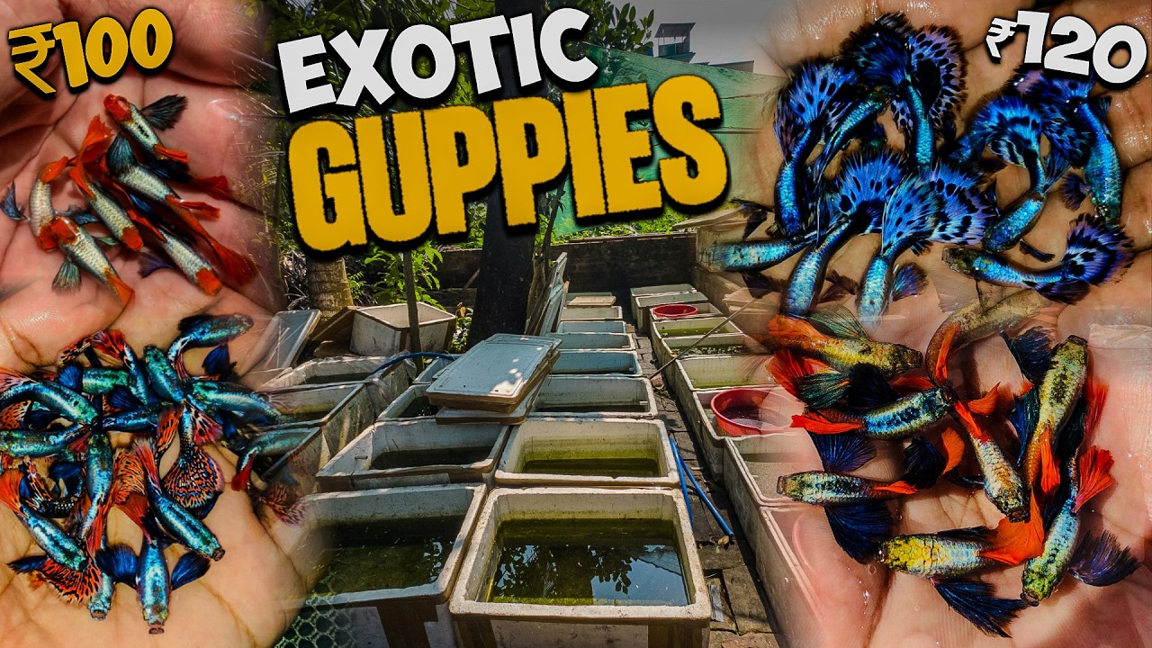 Guppy Fish For Sale | Guppy Price | Guppy Farm