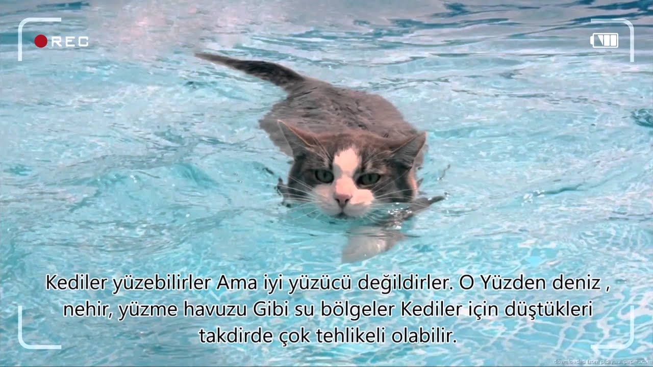 Kediler Hakında Fazla Bilinmeyen 15 bilgi!