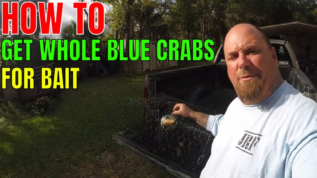 3 TIPS ON HOW TO GET WHOLE BLUE CRABS FOR BAIT