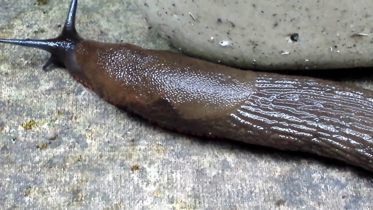 'Giant Slug' ambles across the patio looking for food