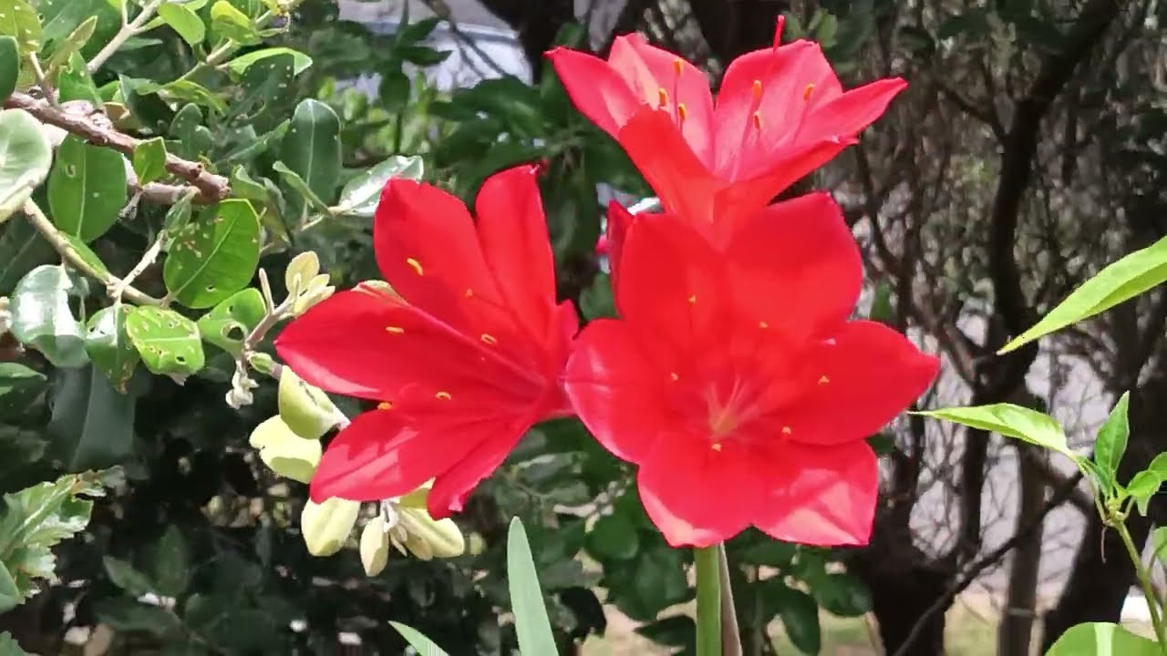 #videos#chili with lily@kapcoastsunsetcliviaseascapes 