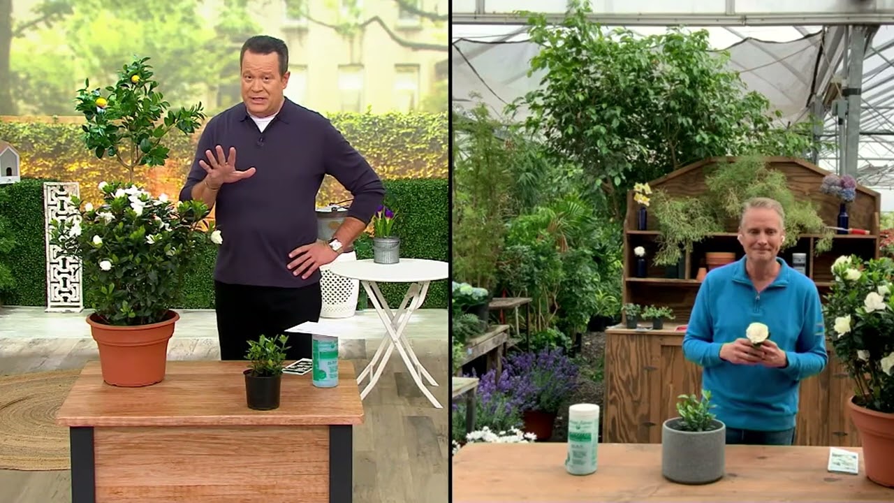 Cottage Farms 1-Piece Everblooming Fragrant Gardenia Plant on QVC