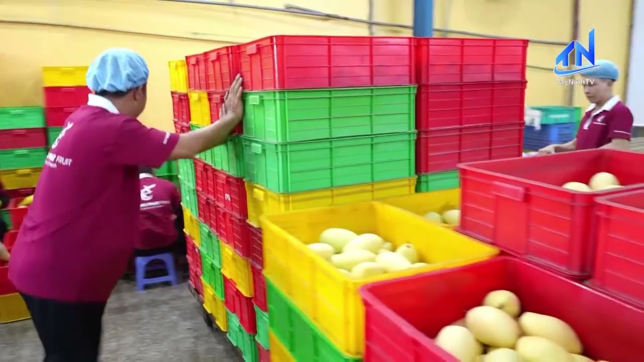 Tây Ninh: Nâng tầm giá trị nông sản xuất khẩu gắn với logistics | TayNinhTV