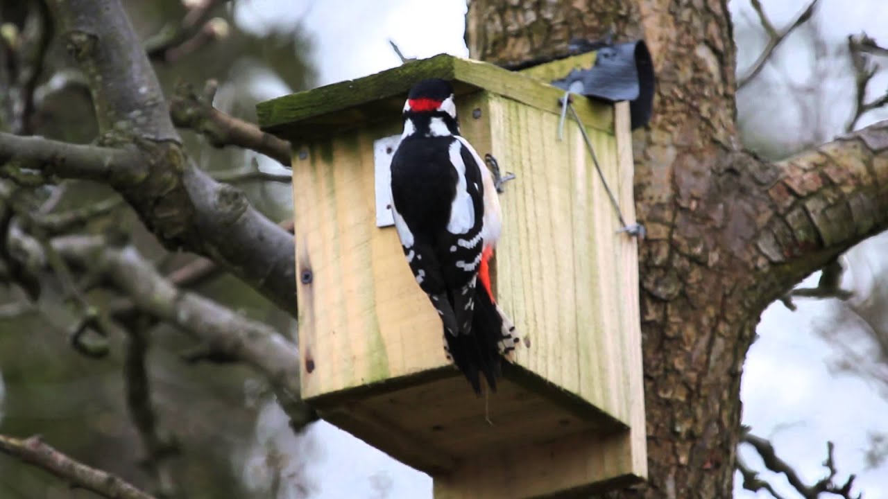 Great Spotted Woodpecker drumming on nestbox