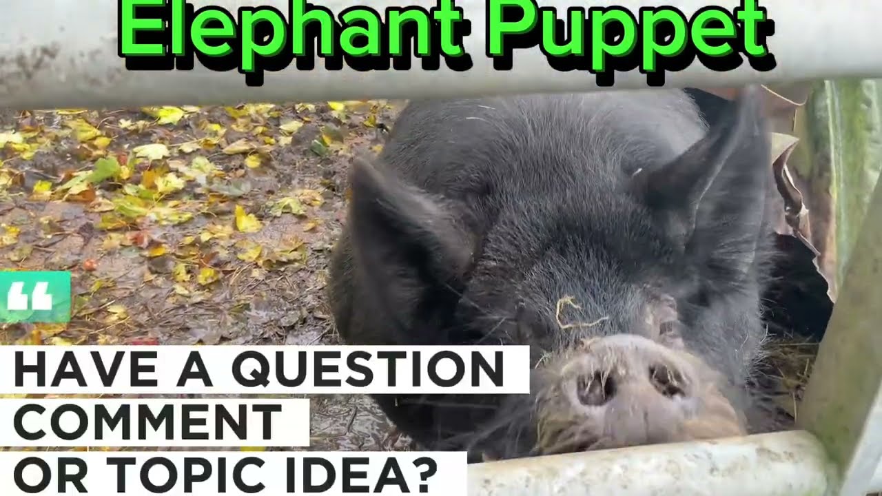 Elephant Puppet Meets A Boar 🐗