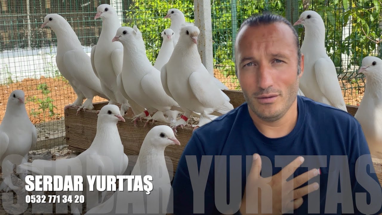 Taklacı Güvercin Sohbeti Serdar Yurttaş III (Kuaför)