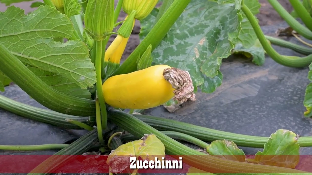 Crop Update July 2nd 2025 1