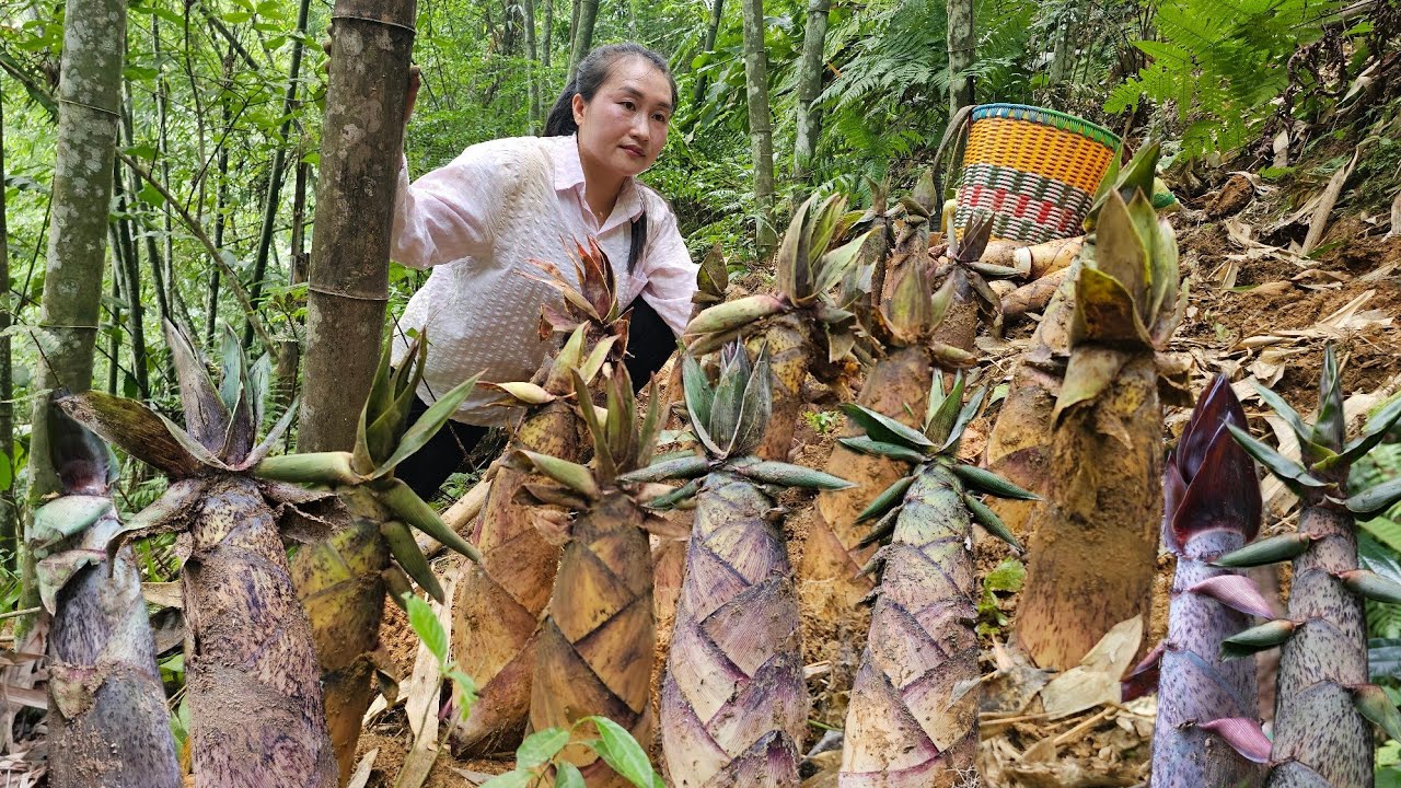 Harvest giant sweet bamboo shoots and make bamboo shoot rolls with glutinous rice flour to sell.