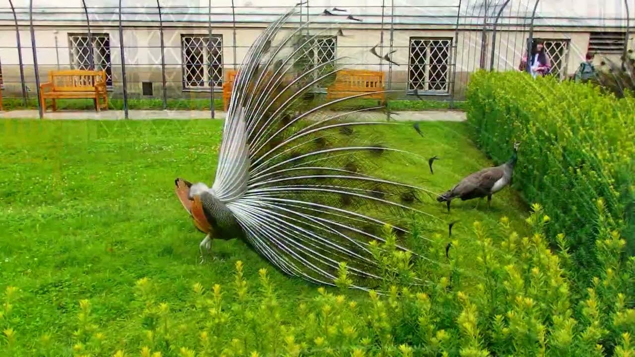Peacocks dancing - Vojanovy Sady, Prague 2024