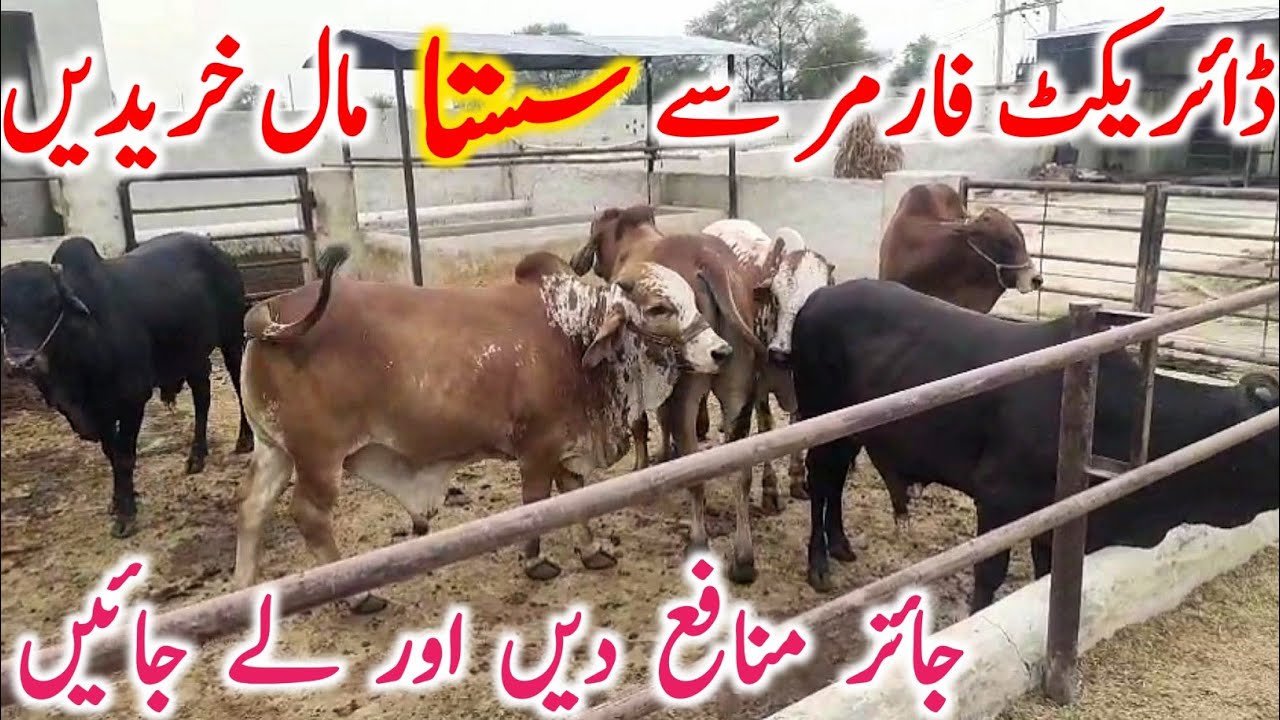 Cholistani Sahiwal Bachre Near Luddan Cow Mandi || Global Village Farming 