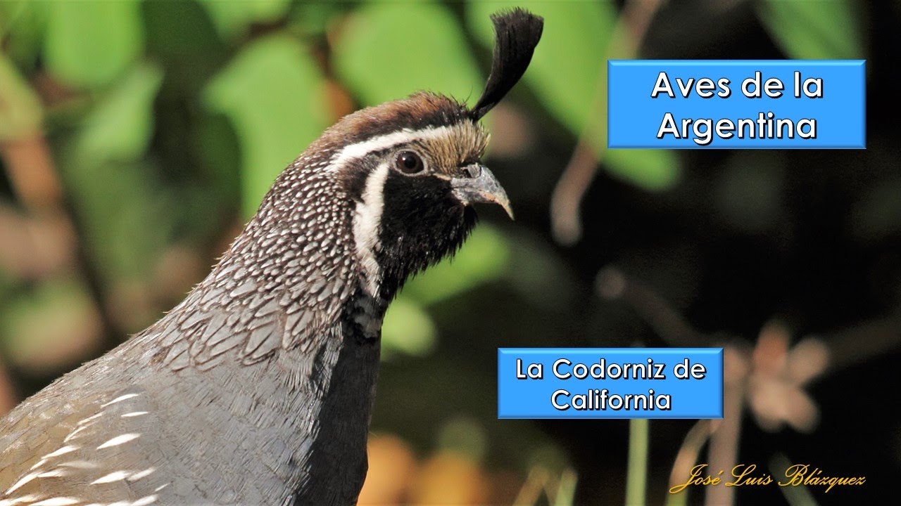 Codorniz de California, California Quail, (Callipepla californica), Aves de la Argentina