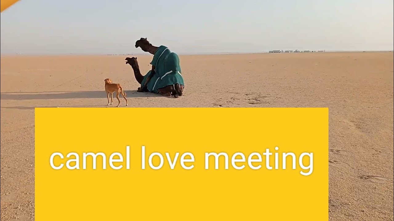 camel morning love meeting