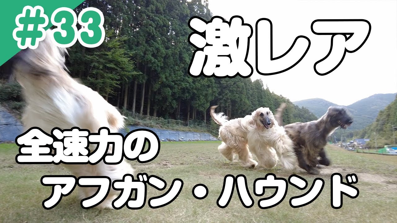 【アフガン・ハウンド】ドッグランを全力で駆けるアフガン・ハウンドさんたちと仲良くなったよ【ワンコレ】