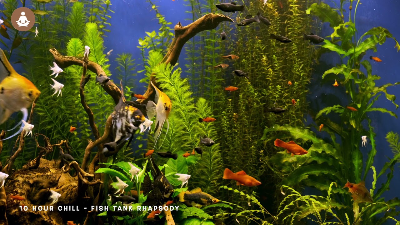 HD 🔵 10 HOURS OF RELAXING AQUARIUM MUSIC, Fish Tank with Hypnotic Relaxing Music for Live TV Play,