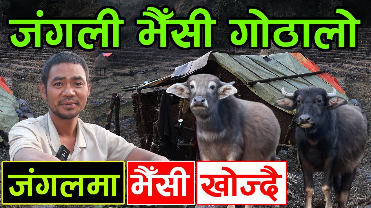 बिदेशबाट फर्केर जंगलमा जंगली भैँसी पाल्दै ! बिदेश भन्दा भैँसीसँगै जंगलमै मज्जा ||kiranpaudel