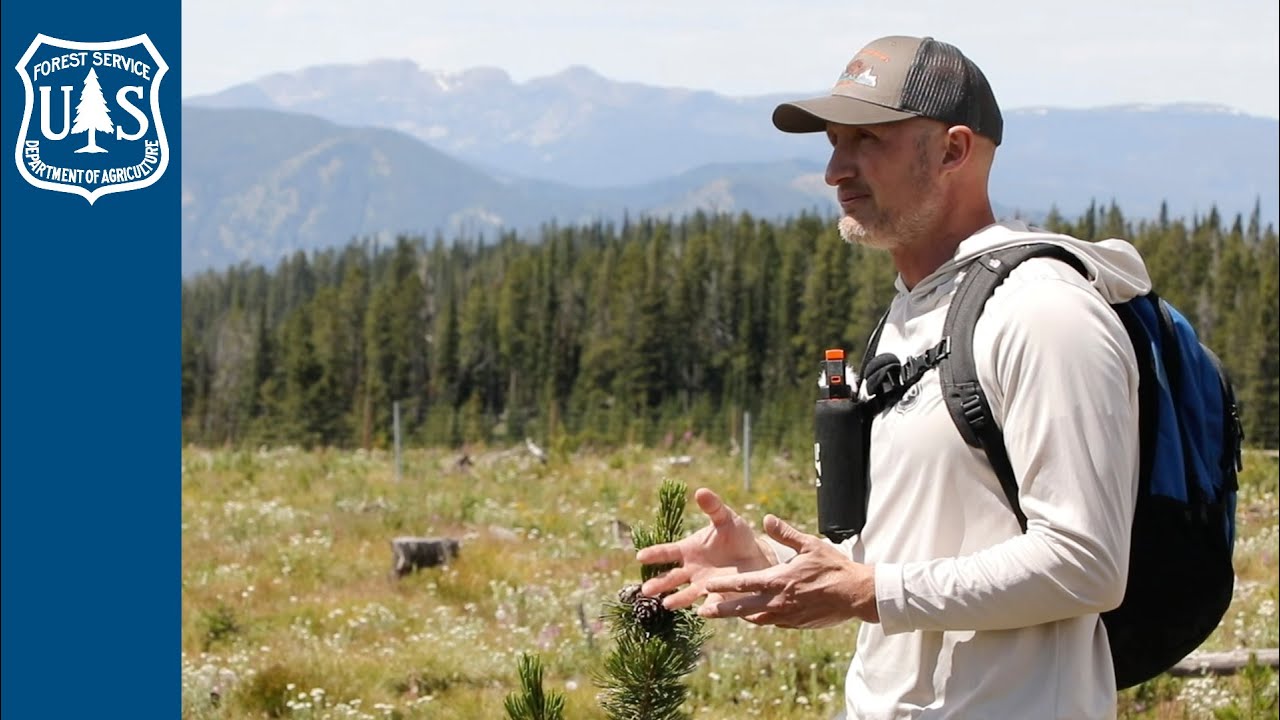 The Importance of Whitebark Pine and Wildlife