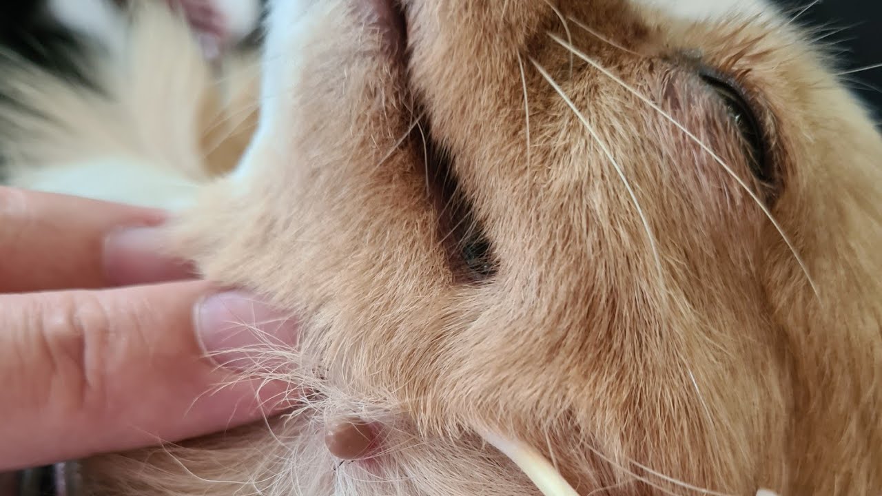 DEN STØRSTE TÆGE HAR BIDT SIG FAST I KARLAS HALS🐕🕷😳