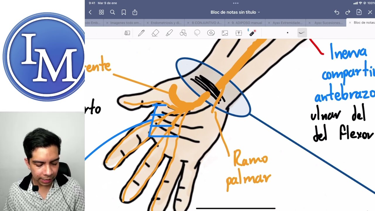 Anatomía | Nervio Mediano y Lesión de Mano de Predicador