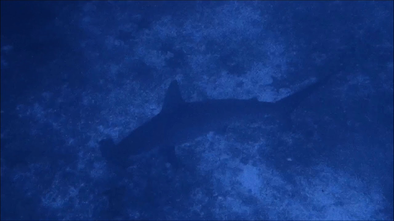 遇见锤头鲨Dive with Hammerhead shark