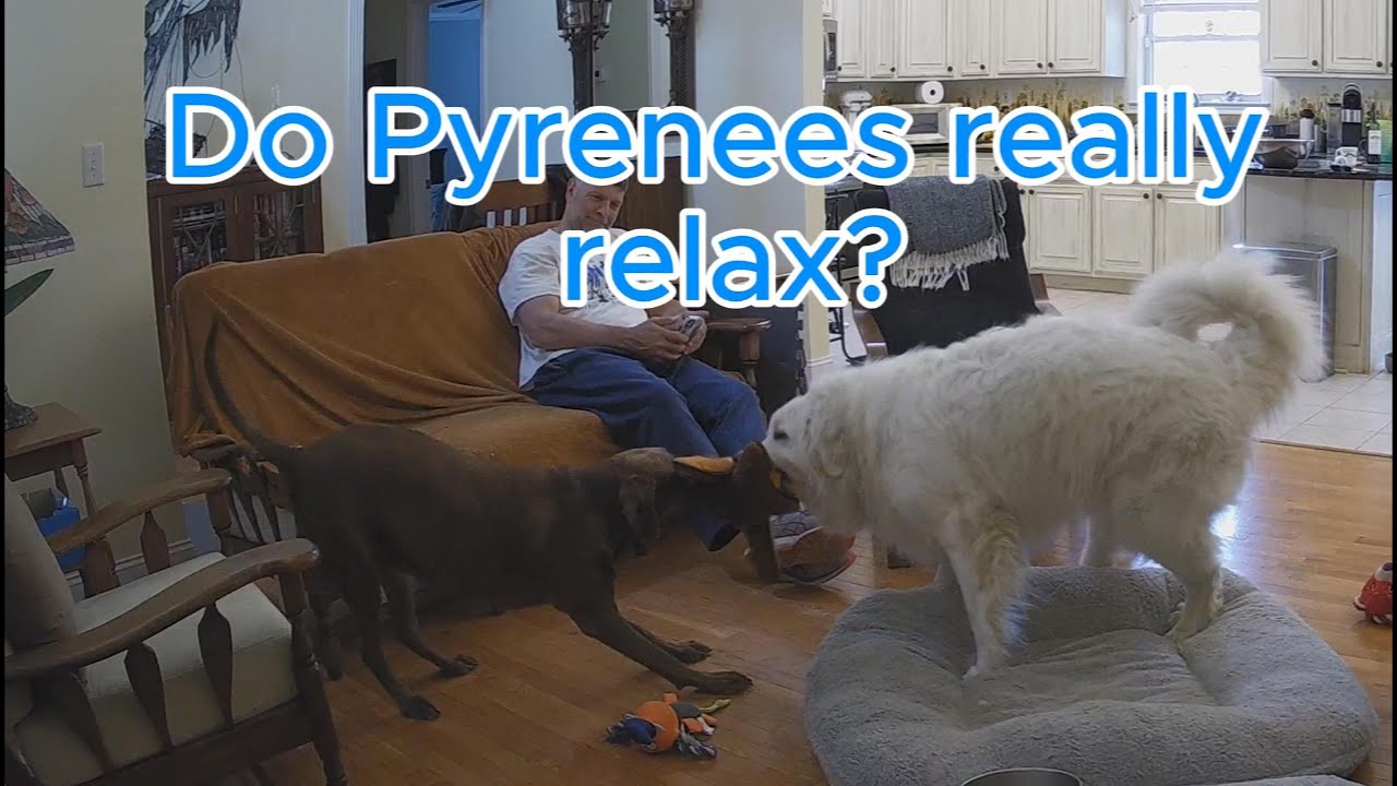 Do Pyrenees really relax?  Do they have fun, or are they just serious working dogs?  You Tell me!!!