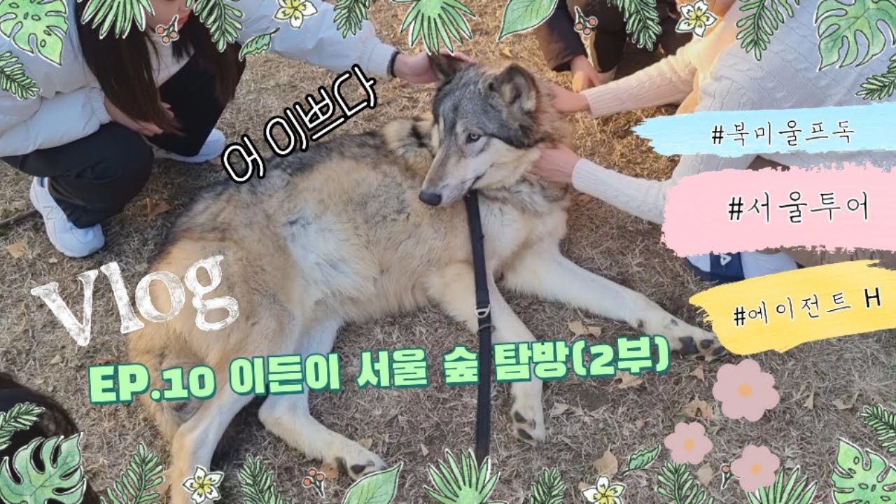 EP.10 이든이의 서울투어 3회 | 서울숲 편🌳 (제2부) #울프독 #북미울프독ㅈ#서울투어#서울탐방