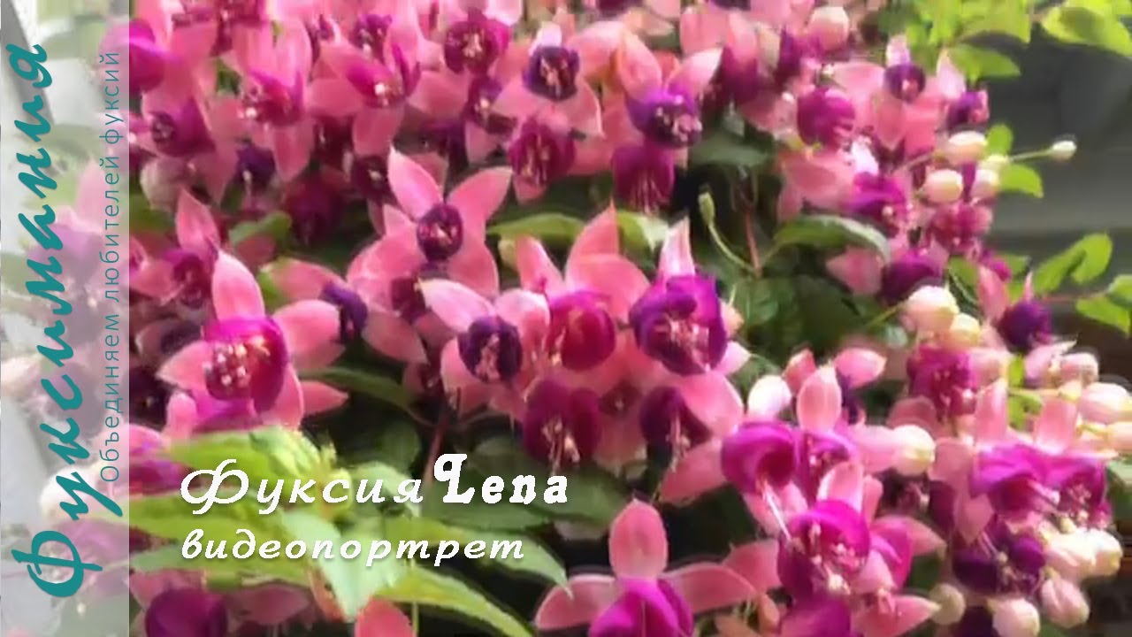 Фуксия Lena, видеопортрет сорта