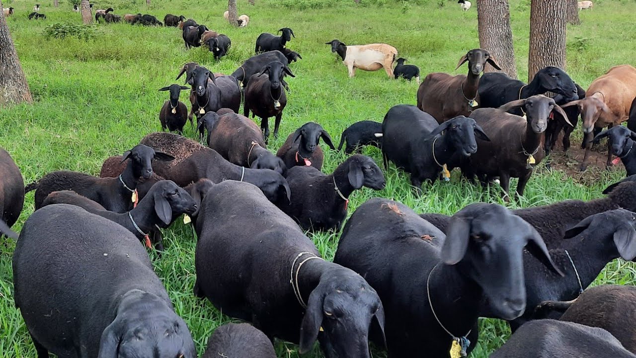 Durante todo o dia com manejo das ovelhas vocês vão se impressionar parte 2