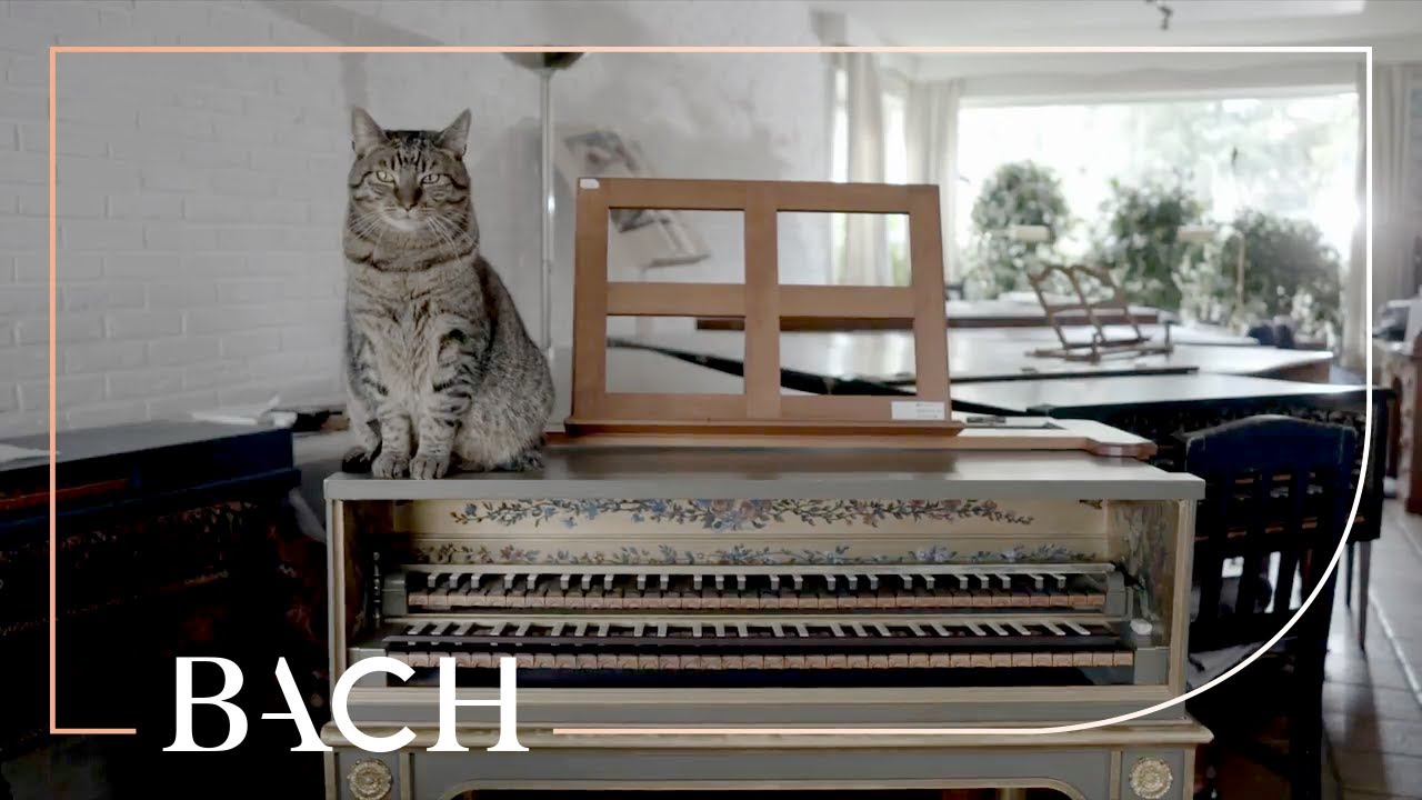 Bach - WTC I Prelude and fugue no. 14 in F-sharp minor BWV 859 - Ogg | Netherlands Bach Society