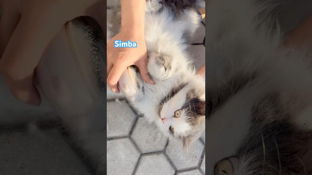 Baby brush time ❤️