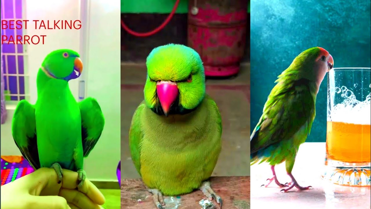 Small Birds Decorated Their Nest With Macaw Feathers & Gave Birth To New Babies | Mini Parrott Vlog
