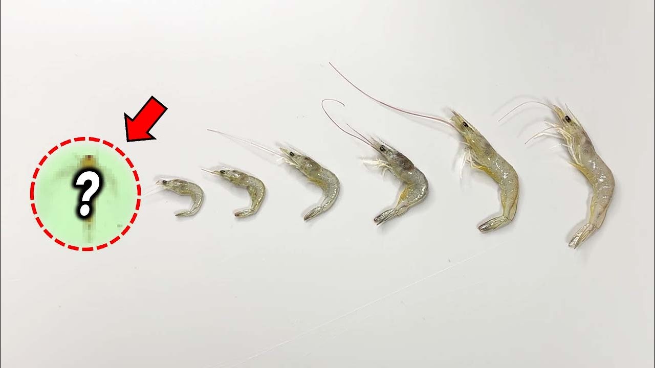 90%가 모르는 새우의 성장과정..! 새끼 새우는 충격적입니다 ㄷㄷ