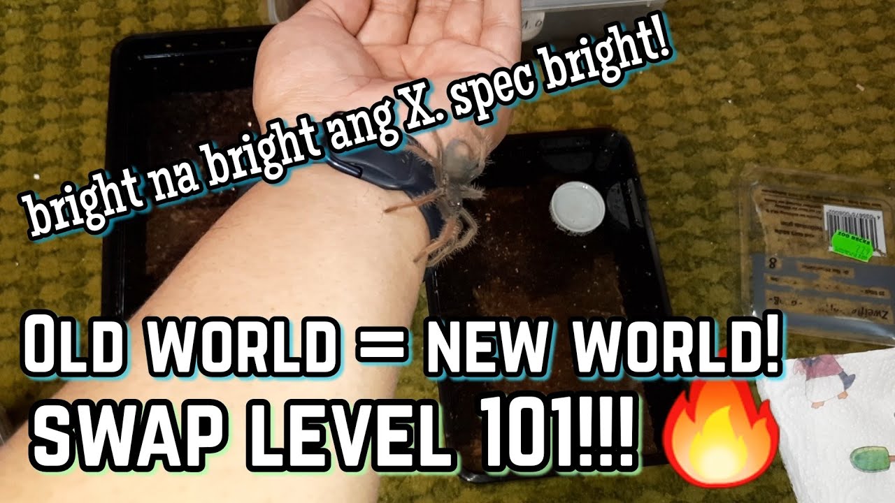 Pair P. antinous at X. spec bright (new world) kapalit ng aking Old World tarantulas 🔥🔥🔥