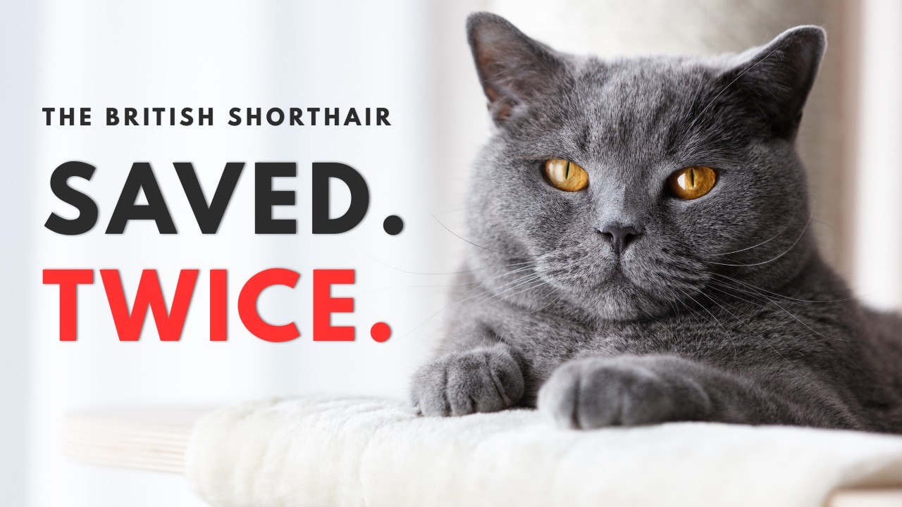 British Shorthair Origins: It Nearly Vanished Twice