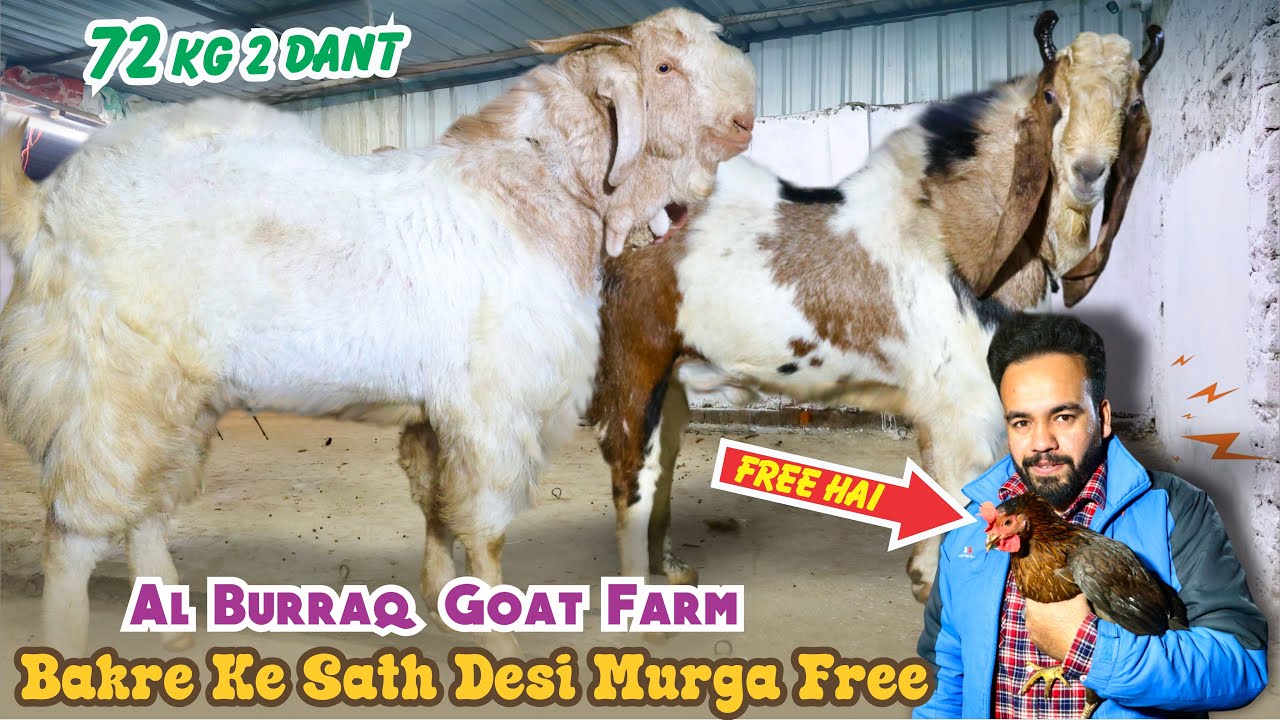 Bakre Ke Sath Desi Murga Free & Big Malwa 72 KG 2 🦷 