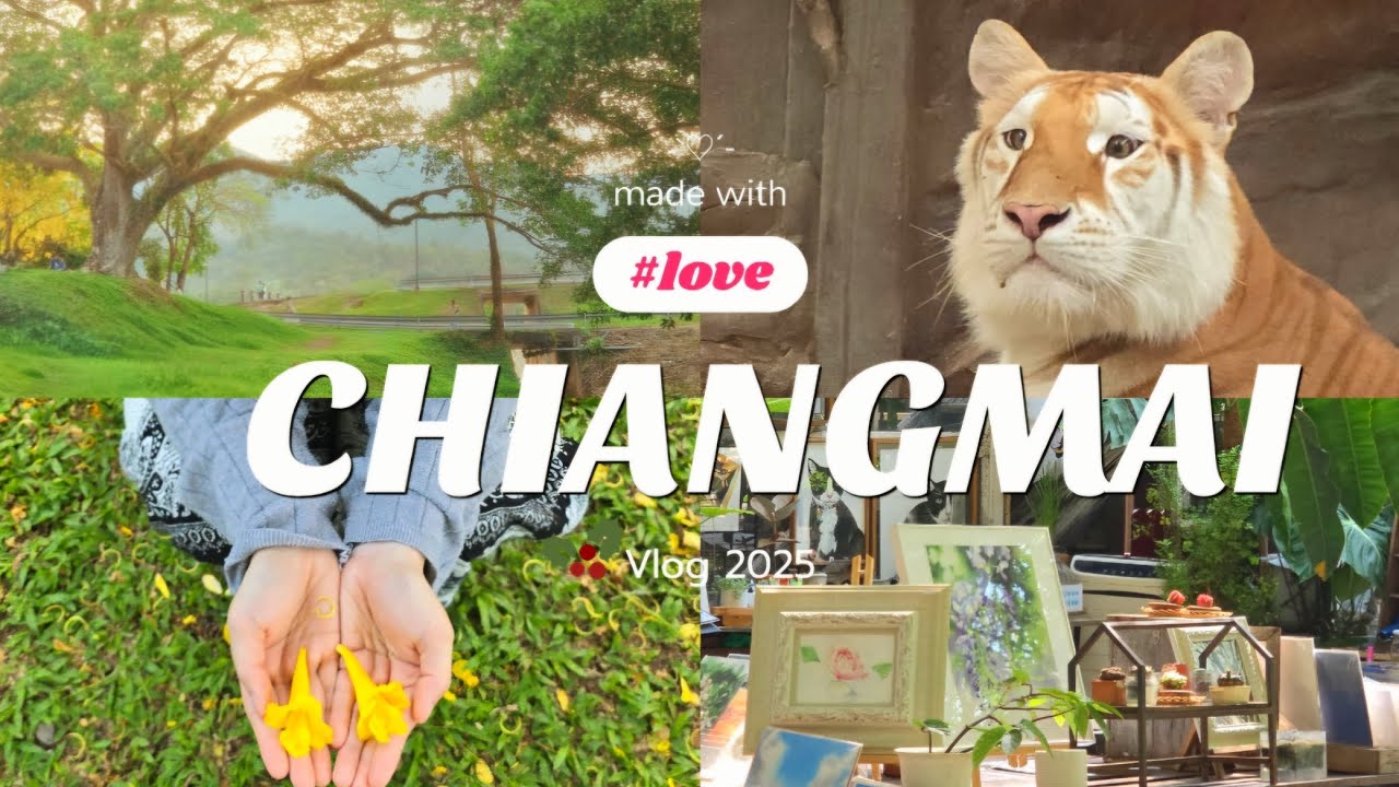 Vlog Chiangmai 🇹🇭, เที่ยวเชียงใหม่ ไม่ไปคาเฟ่ทำอะไรดี? 5 วัน 4 คืน  (เที่ยว, ชิว ๆ, ไปดูน้องเอวา 🐯)