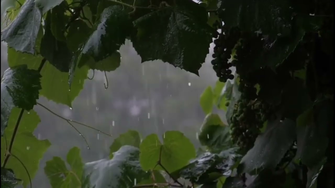 Calm Rain Among Leaves 🌧️🍃 Deep Sleep, Relaxation & Stress Relief | Rain Sounds for Sleeping
