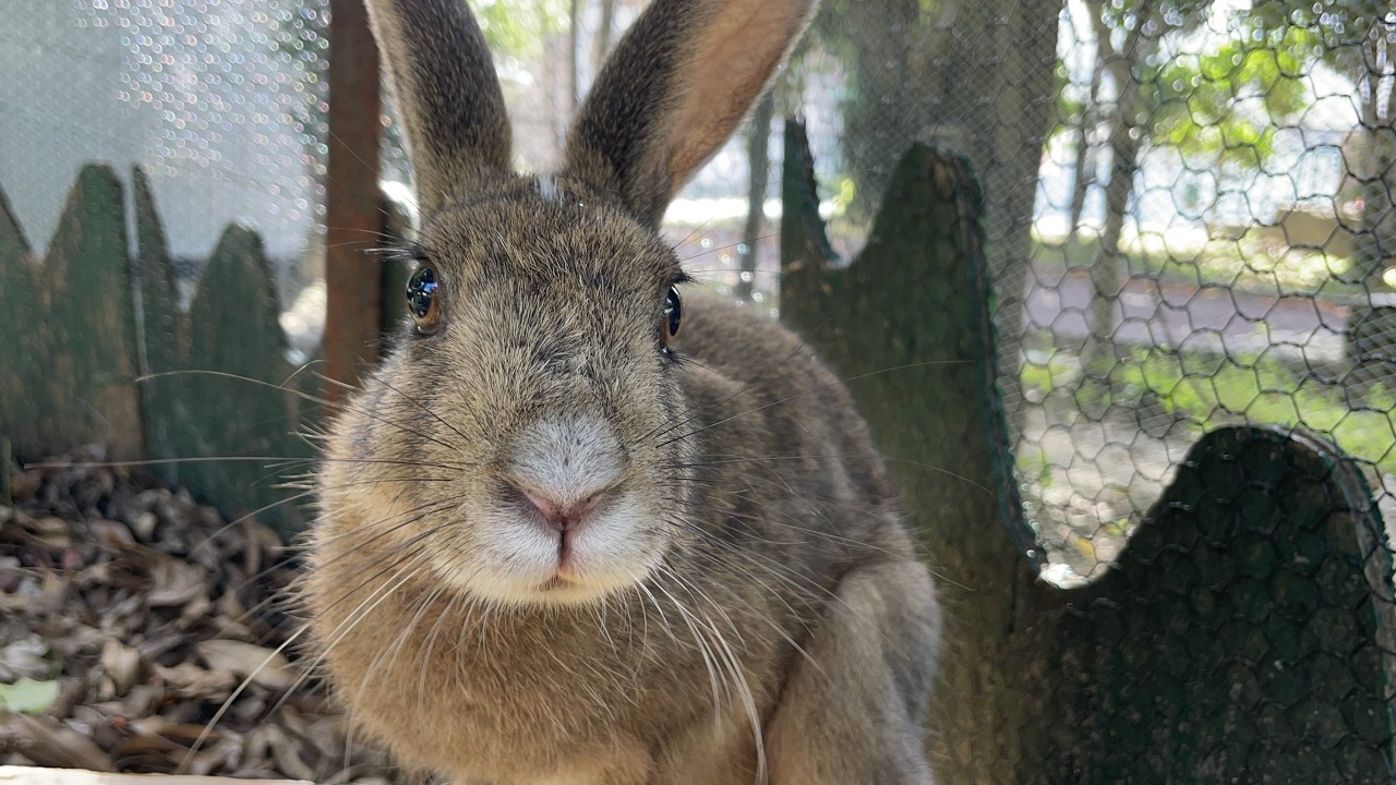 ツヨシのゴー！GO！動物園　vol 218 二ホンノウサギ編