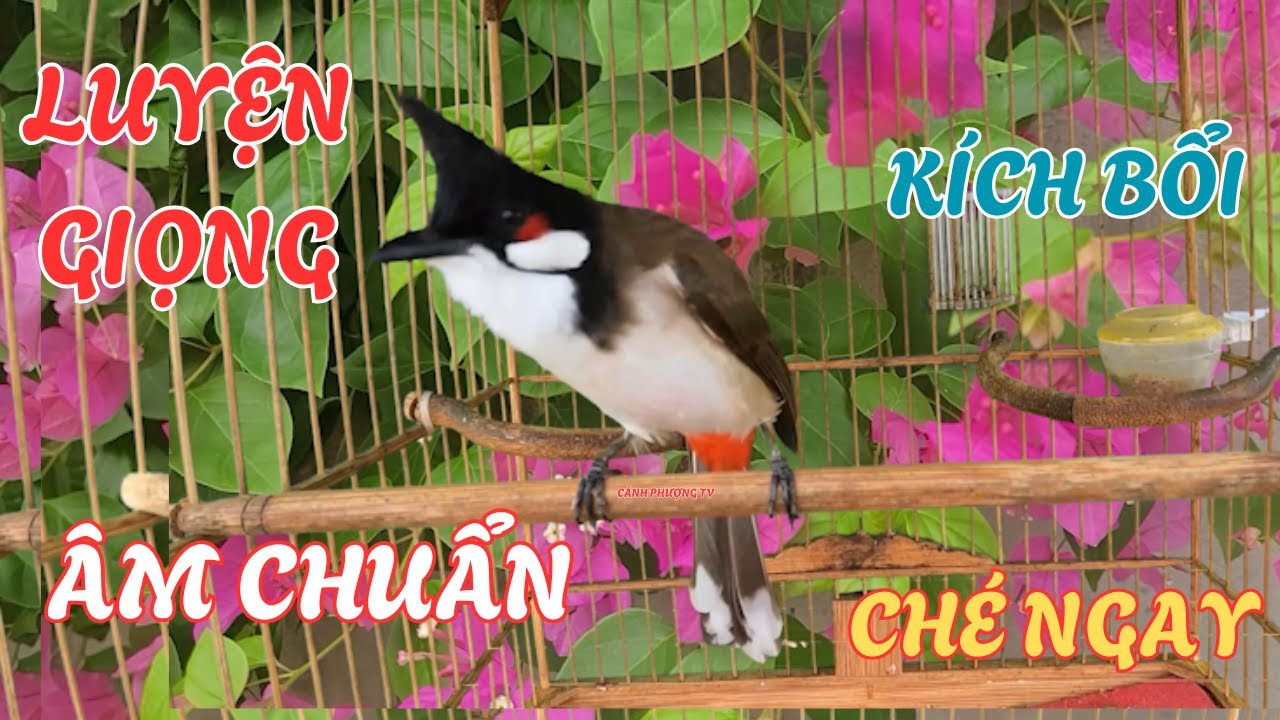 Chào Mào Hót - QUÁ ĐỈNH -má trắng học giọng nhanh căng lửa,luyện chào mào hót sáng ,chào mào hot hay