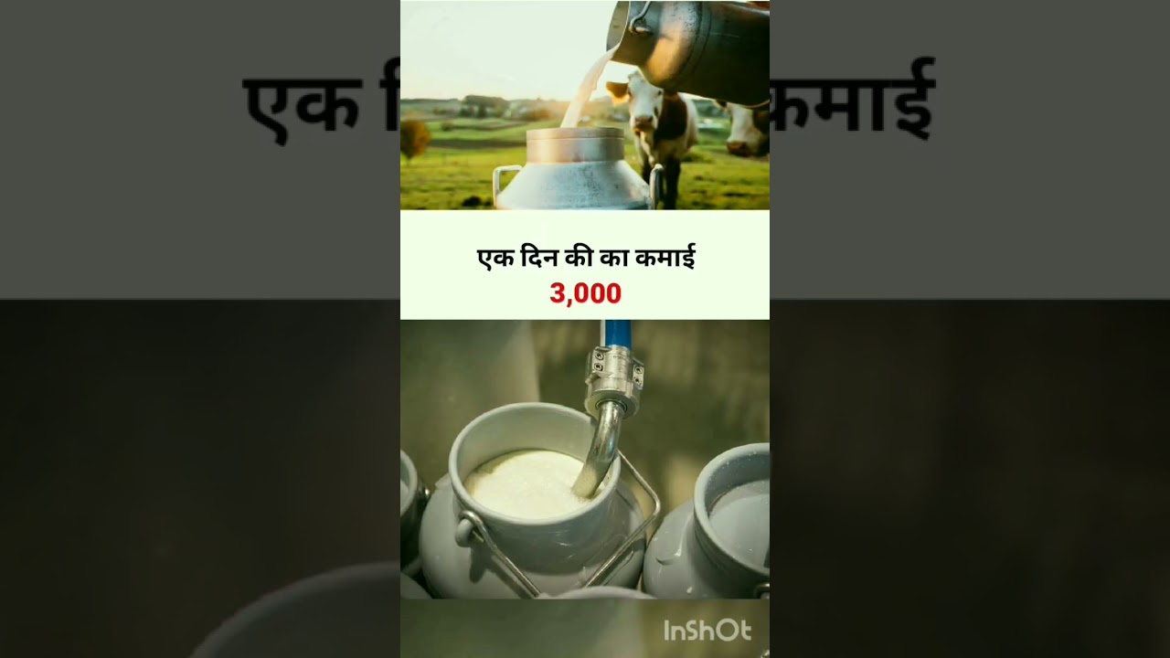dudh dairy  business
