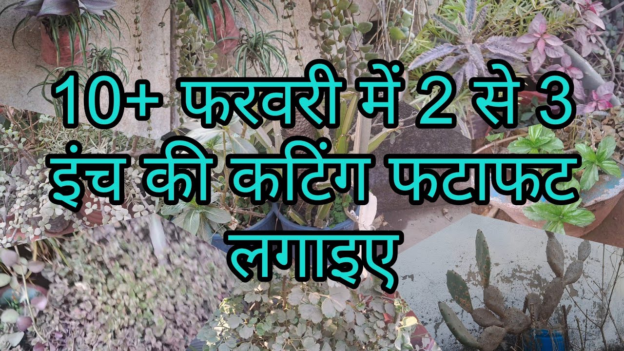 10+ फरवरी में फटाफट 2 से 3 इंच की कटिंग से लगनेवाले पौधे #cutting#gardningtips 