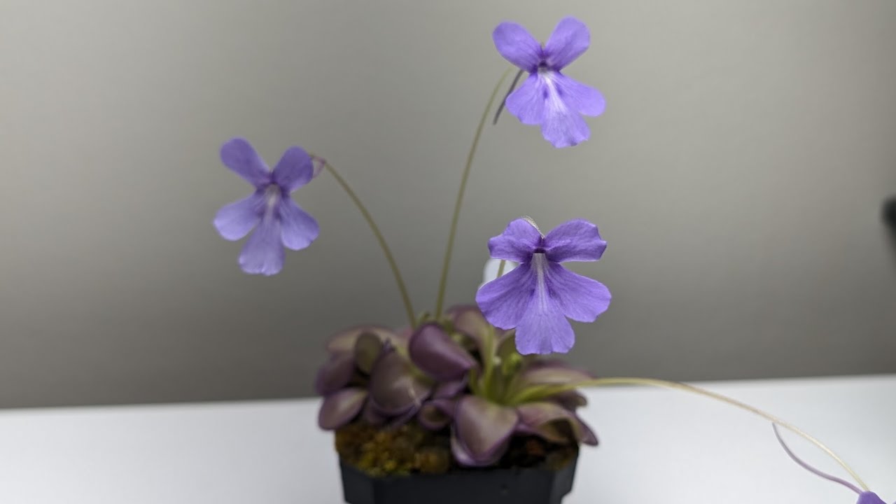 MEXICAN BUTTERWORT CARE: Repotting Pinguicula lilac lollipop
