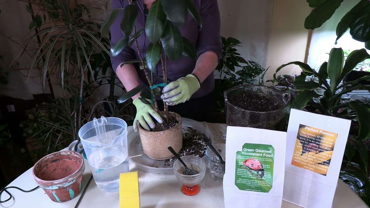 How to Save a Plant with Root Rot (Part 7)