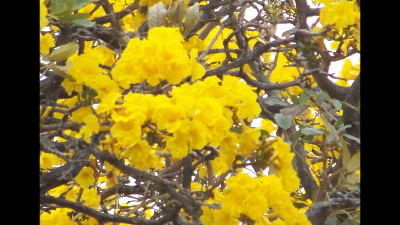 SANTA CRUZ DE LA SIERRA EN FLOR