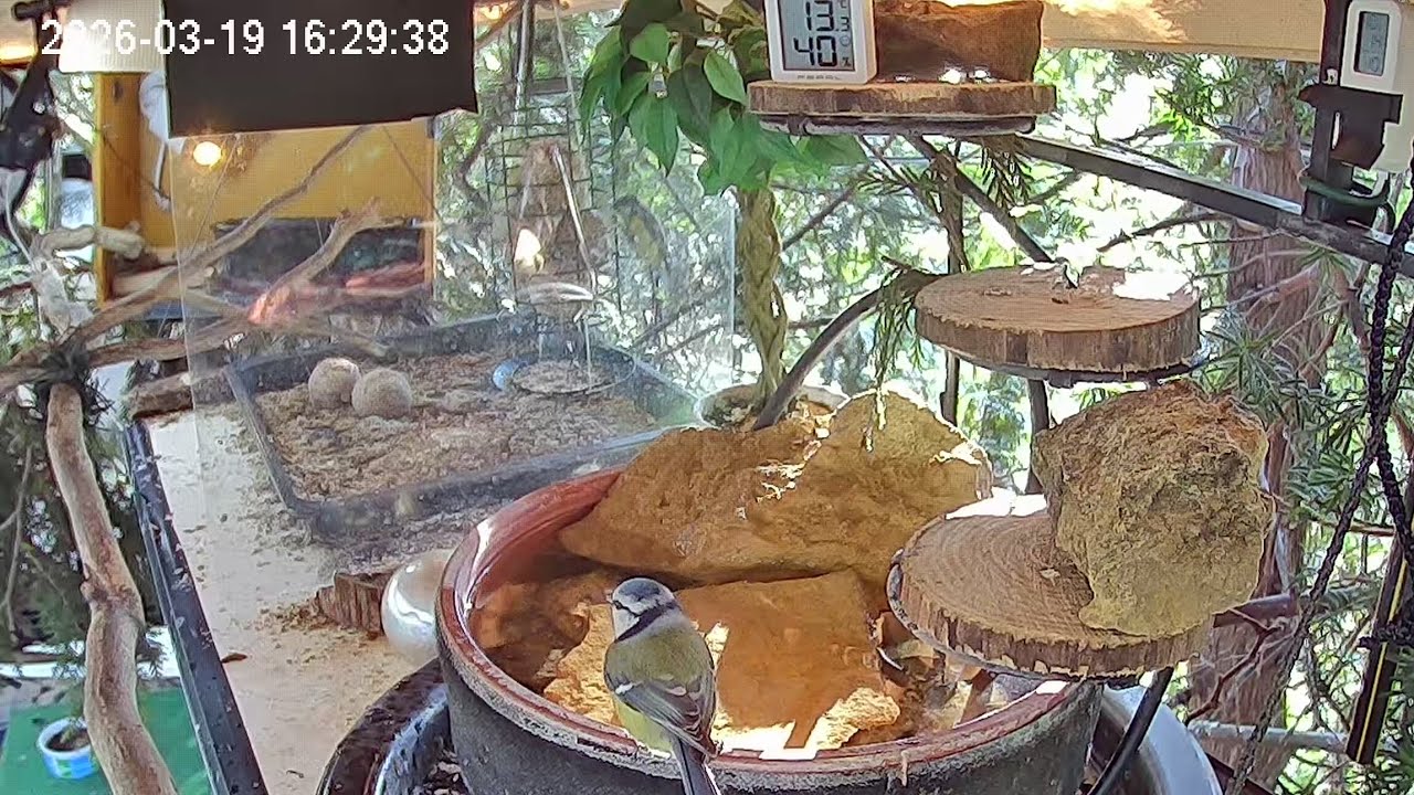 Entspannter Nachmittag am Vogel-Spa (19.03.2026)