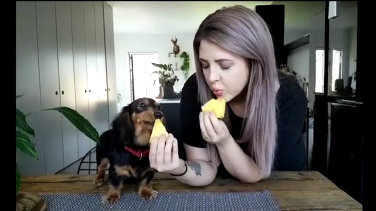 12 More Cute and Funny Dachshund Videos Instagram | Sausage Dogs Videos try Not To Laugh Compilation