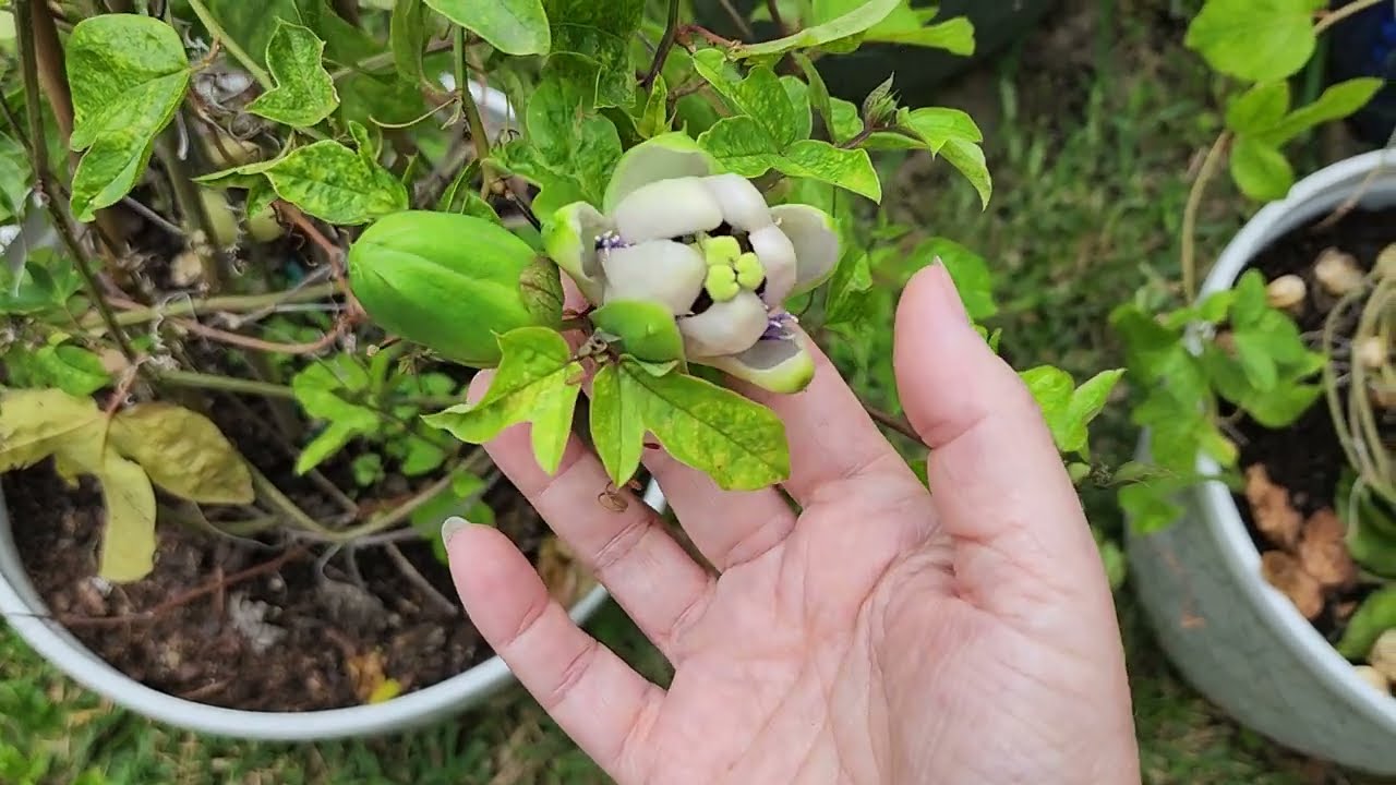 Butterfly Host Plants in my Zone 9a garden along the Texas Gulf Coast