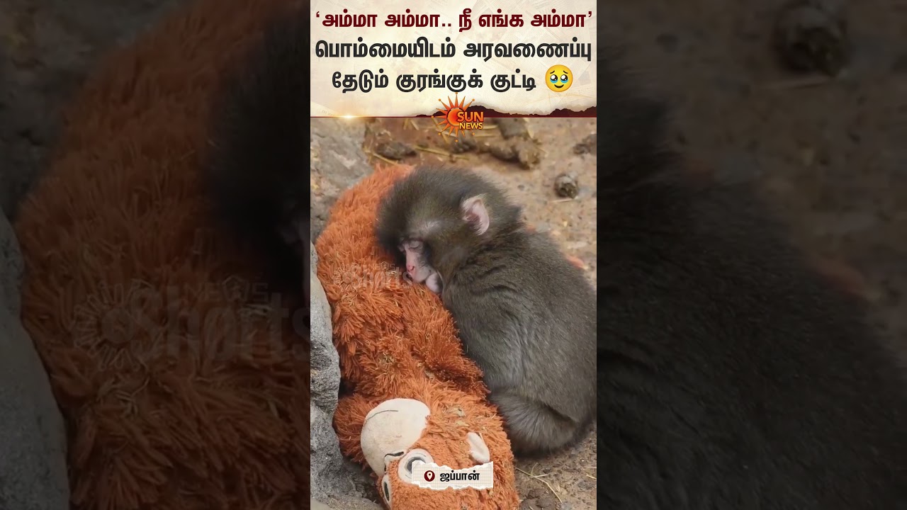 Baby Monkey | Viral Video | Japan | Doll | Sun News